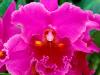 Pink Passion, Cattleya Orchid